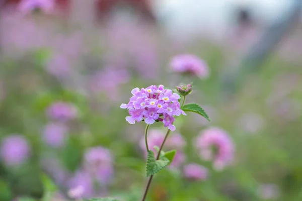 Güzel Çiçeklerin Güzel Manzarasını Kapat — Stok fotoğraf