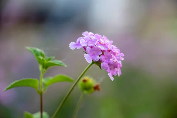 美しい咲く花 クローズアップビュー — ストック写真