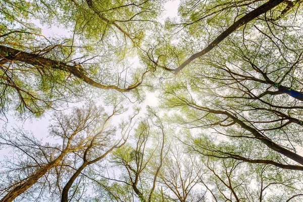 Pohled Stromy Svěžím Zeleným Listím Jaře — Stock fotografie