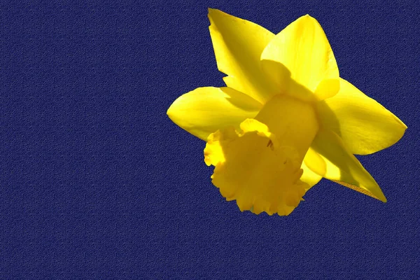Žluté Narcisy Zblízka Letní Koncept — Stock fotografie