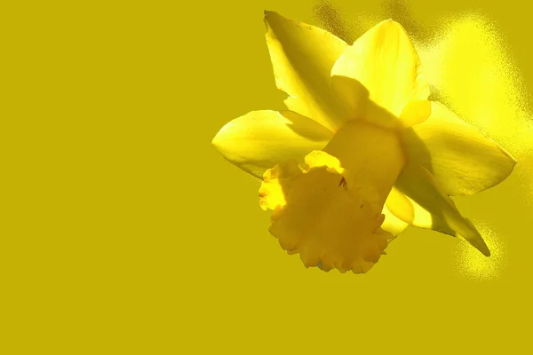 春天里开着丝黄色的花 — 图库照片