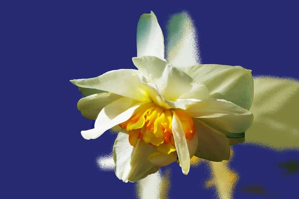 Stylizované Bílé Narcisy Modrém Jarním Pozadí — Stock fotografie