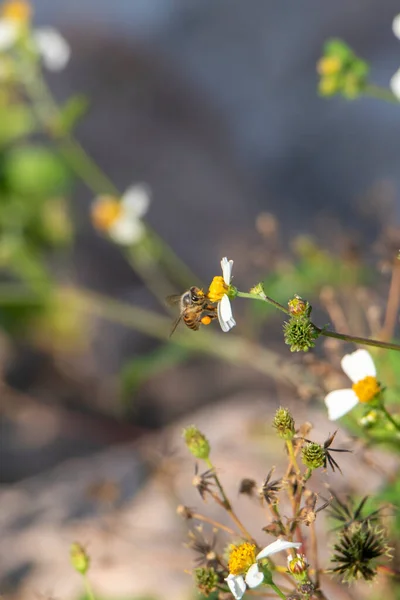 Ijverige Bijen Die Honing Verzamelen Bloemen — Stockfoto