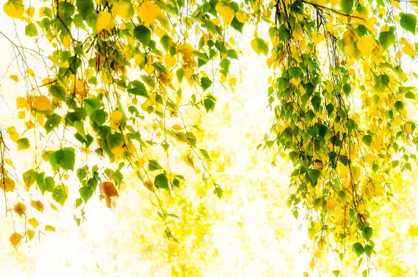 Green Leaves Sunlight Nature Background — Stock Photo, Image