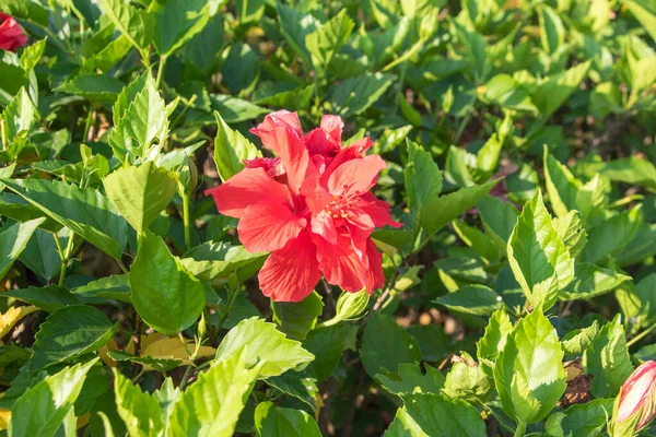 Vackra Blommor Som Växer Trädgården — Stockfoto