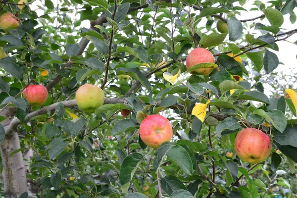 Яблоко Malus Domestica Дереве Японии — стоковое фото