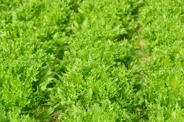 Hydroponische Pflanzen Gemüsegarten Bauernhof — Stockfoto