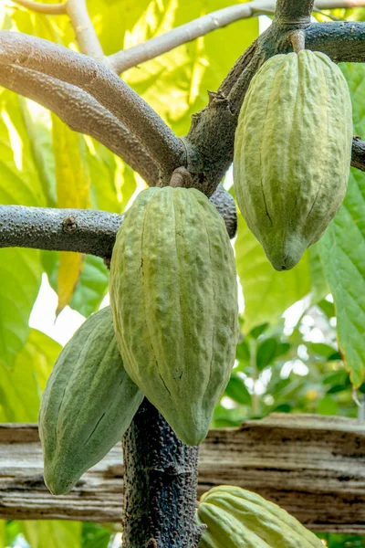 The cocoa tree with fruits. Yellow and green Cocoa pods grow