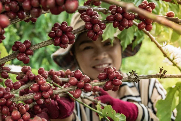 Januar 2020 Chumphon Thailand Ernten Bauern Den Kaffee — Stockfoto