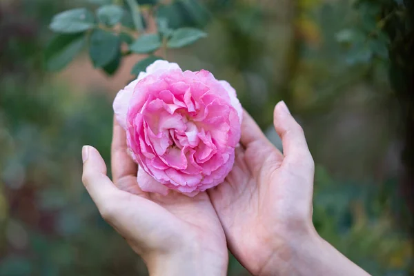 Beautiful pink rose in women hands
