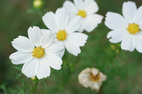 Close White Flower Selective Focus —  Fotos de Stock