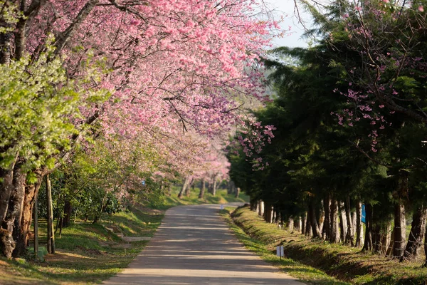 stock image Beautiful  Pathway of Pink cherry blossom flowers