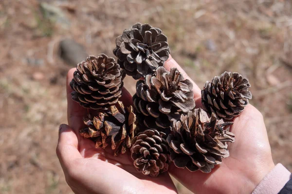 Hands holding pine tree seed. Pine cones in hand.