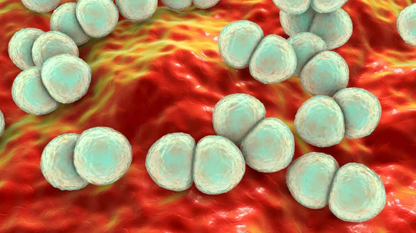 Baktérium Streptococcus Pneumoniae Mikrobiológiai Fogalom — Stock Fotó