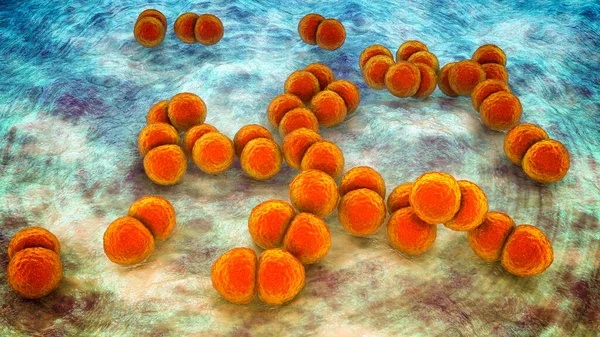 Βακτήρια Streptococcus Pneumoniae Έννοια Μικροβιολογίας — Φωτογραφία Αρχείου