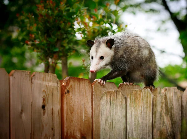 Closeup View Cute Opossum — Stock Photo, Image