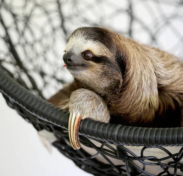 Closeup View Cute Sloth — Stock Photo, Image