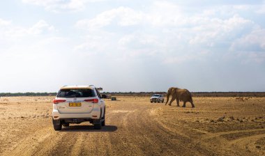 Büyük Afrika fili, Namibya 'daki Etosha Ulusal Parkı' nda çakıllı yolda yürüyor.