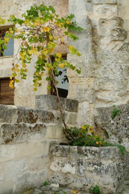 Matera 'nın Sassi' sinde bir taş ekicisinde yetişen asma bitkisi.