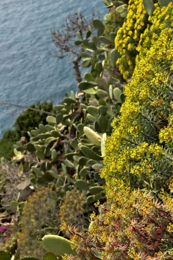 Cinque Terre 'de manzara ve bitki örtüsü.