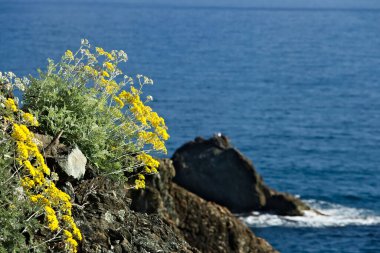 Liguria 'daki Cinque Terre yakınlarında deniz manzaralı bir ağaç.