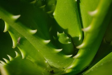 Taze yeşil organik Aloe vera 'nın yakın plan görüntüsü  