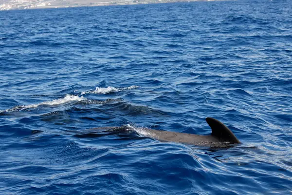 昼間は海で泳ぐイルカたち — ストック写真