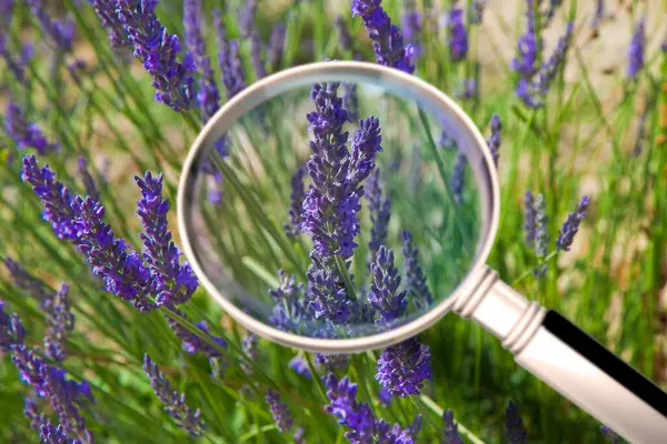 magnifying glass with a lavender in a lavender field on a sunny day