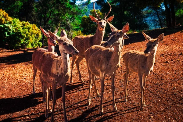 Eine Gruppe Hirsche Beobachtet Die Kamera Der Dämmerung Des Waldes — Stockfoto