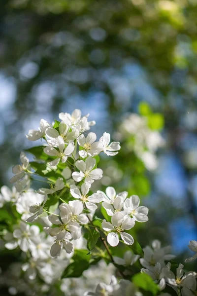 Větev Kvetoucího Jabloně — Stock fotografie