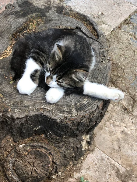 Μια Χαριτωμένη Γάτα Κοιμάται Στο Κούτσουρο Του Δέντρου Στο Δρόμο — Φωτογραφία Αρχείου