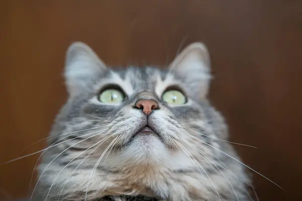 Close Rosto Gato Cinza Tabby Olhando Para Cima — Fotografia de Stock