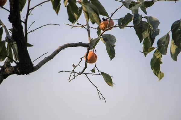 Wielkie Owoce Jujube Drzewie — Zdjęcie stockowe
