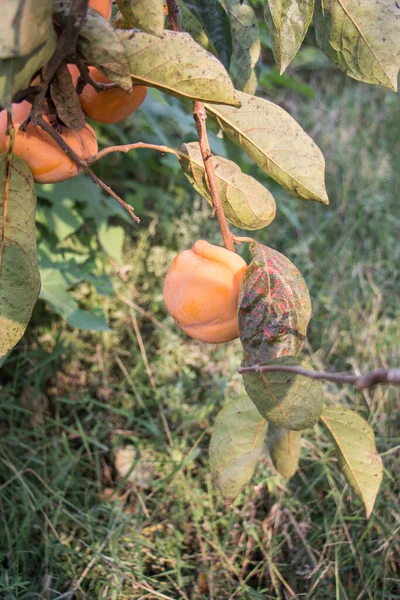 Ένα Μεγάλο Χυμό Φρούτων Στο Δέντρο — Φωτογραφία Αρχείου