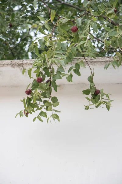 Grande Jujube Frutas Árvore — Fotografia de Stock
