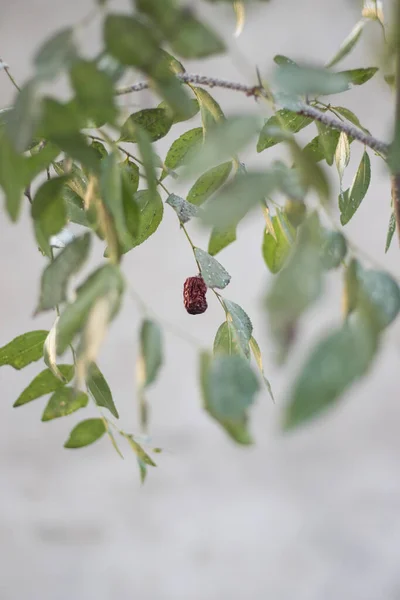 Una Gran Fruta Jujube Árbol — Foto de Stock