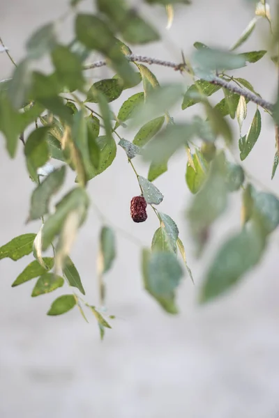 Stor Jujube Frukt Träd — Stockfoto