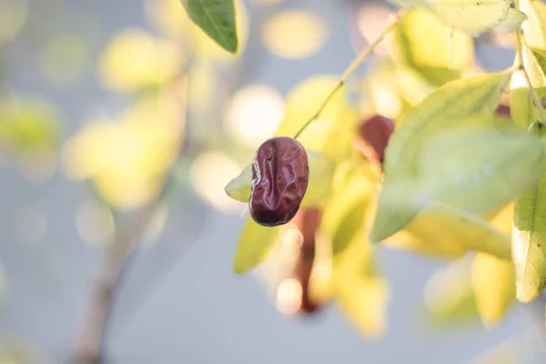 Una Grande Giuggiola Frutta Sull Albero — Foto Stock
