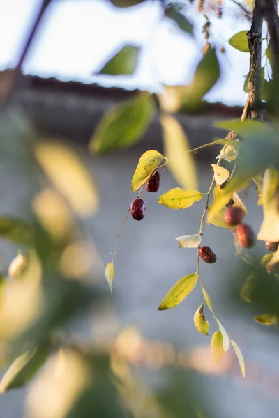 Eine Große Jujube Früchte Baum — Stockfoto