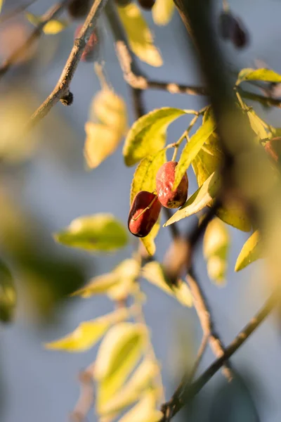 나무에 비열매 — 스톡 사진