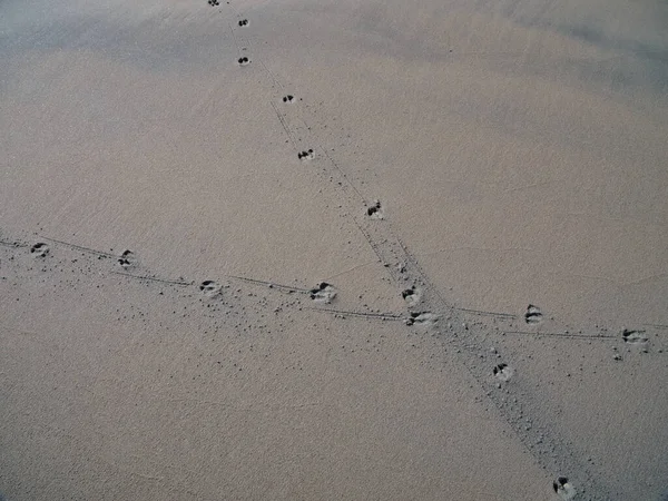 Tracce Animali Nella Sabbia Sulla Spiaggia Deserta Sandwick Unst Shetland — Foto Stock