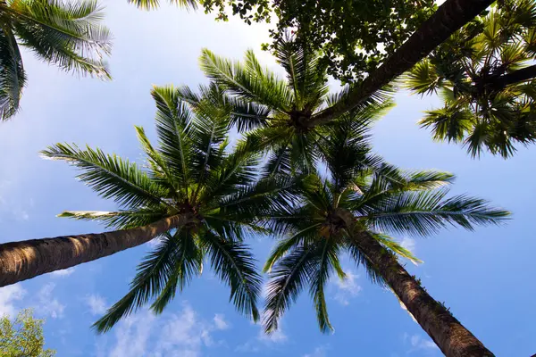 Palmen Und Blauer Himmel — Stockfoto