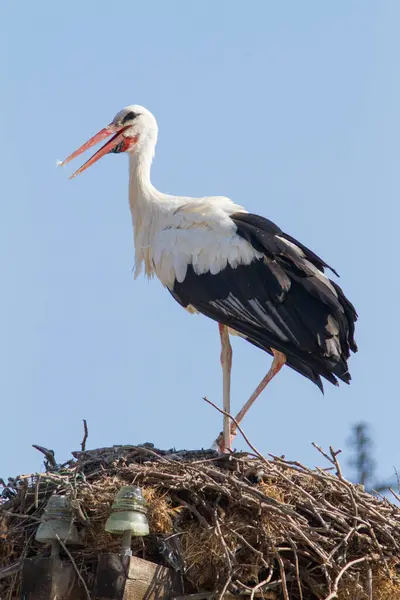 Young Stork Nest — Stock Photo, Image