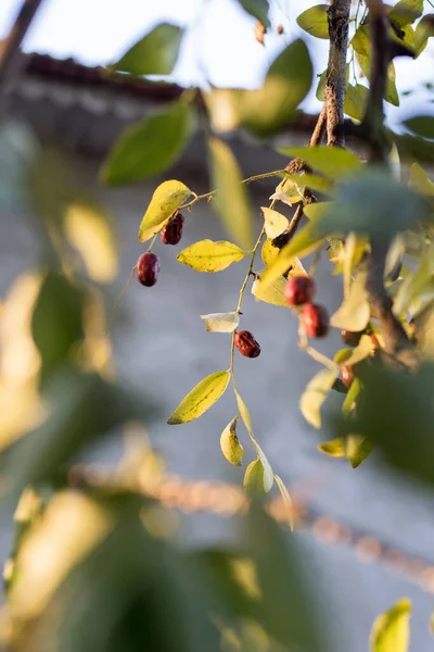 Stor Jujube Frukt Träd — Stockfoto