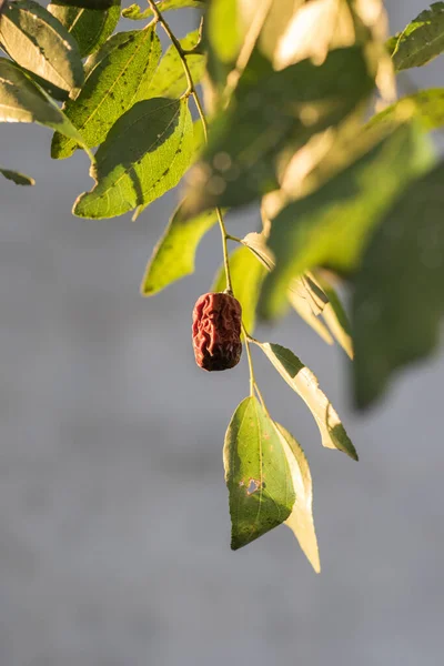 Eine Große Jujube Frucht Baum — Stockfoto