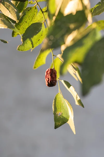 Большой Плод Джуджубе Дереве — стоковое фото