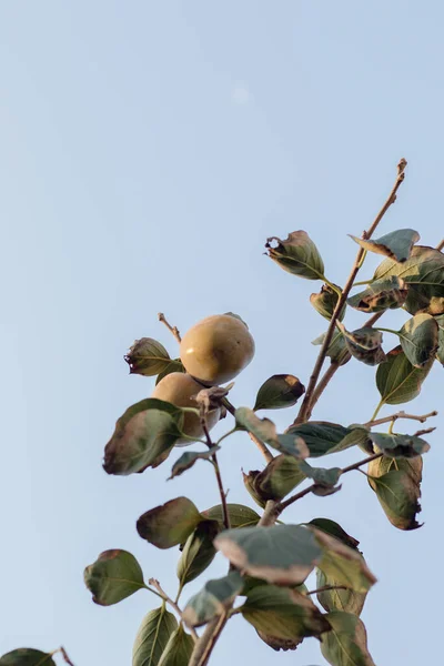 Una Gran Fruta Jujube Árbol — Foto de Stock