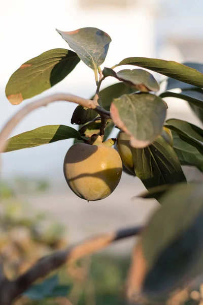 Baum Mit Apfelfrüchten Und Blättern Erntekonzept — Stockfoto