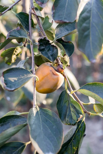 Baum Mit Apfelfrüchten Und Blättern Erntekonzept — Stockfoto