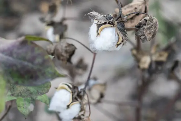 Ripe Cotton Grows Branch —  Fotos de Stock